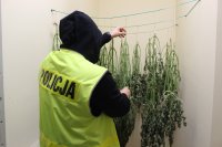 Policjant dokonuje oględzin zabezpieczonych krzaków marihuany